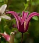 Texas-Waldrebe 'Princess Diana' - Clematis tex.'Princess Diana'