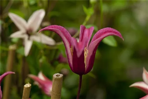 Texas-Waldrebe 'Princess Diana' - Clematis tex.'Princess Diana'