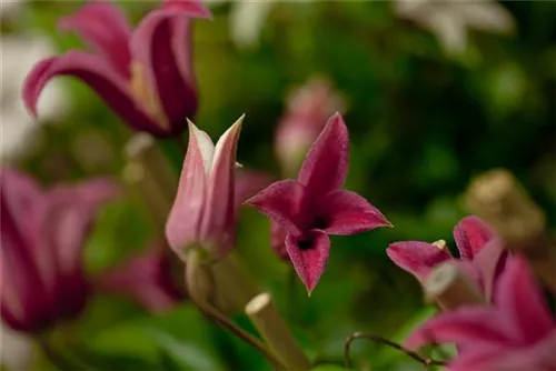 Texas-Waldrebe 'Princess Diana' - Clematis tex.'Princess Diana'