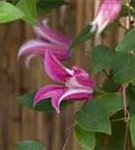 Texas-Waldrebe 'Princess Diana' - Clematis tex.'Princess Diana'