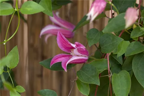 Texas-Waldrebe 'Princess Diana' - Clematis tex.'Princess Diana'