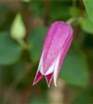 Texas-Waldrebe 'Princess Diana' - Clematis tex.'Princess Diana'