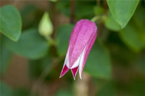 Texas-Waldrebe 'Princess Diana' - Clematis tex.'Princess Diana'