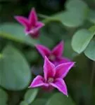 Texas-Waldrebe 'Princess Diana' - Clematis tex.'Princess Diana'