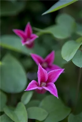 Texas-Waldrebe 'Princess Diana' - Clematis tex.'Princess Diana'