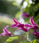 Texas-Waldrebe 'Princess Diana' - Clematis tex.'Princess Diana'