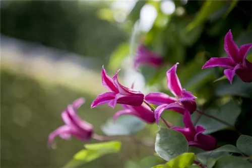 Texas-Waldrebe 'Princess Diana' - Clematis tex.'Princess Diana'