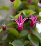 Texas-Waldrebe 'Princess Diana' - Clematis tex.'Princess Diana'