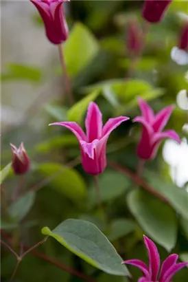 Texas-Waldrebe 'Princess Diana' - Clematis tex.'Princess Diana'