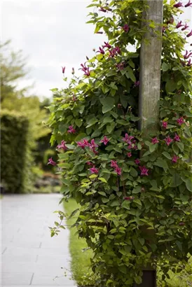 Texas-Waldrebe 'Princess Diana' - Clematis tex.'Princess Diana'