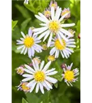 Ageratum-ähnliche Garten-Aster - Aster ageratoides 'Asran'