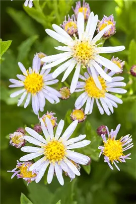 Ageratum-ähnliche Garten-Aster - Aster ageratoides 'Asran'