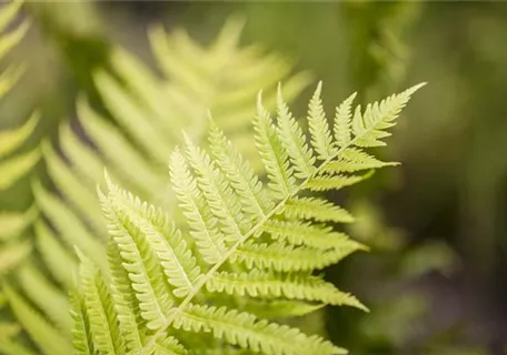 Dryopteris affinis - Goldschuppenfarn