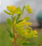 Sumpf-Wolfsmilch - Euphorbia palustris