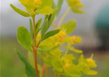 Euphorbia palustris - Sumpf-Wolfsmilch