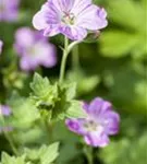 Pyrenäen-Storchschnabel - Geranium endressii