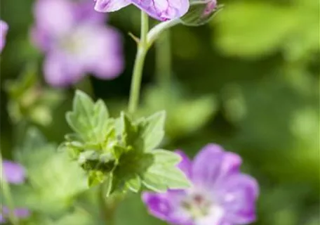 Geranium endressii - Pyrenäen-Storchschnabel