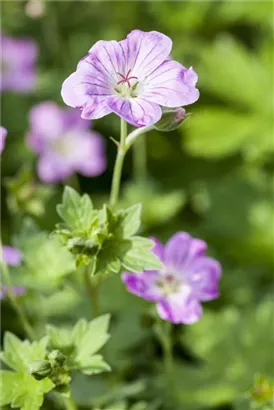 Pyrenäen-Storchschnabel - Geranium endressii