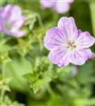 Pyrenäen-Storchschnabel - Geranium endressii