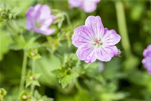 Pyrenäen-Storchschnabel - Geranium endressii