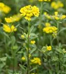 Garten-Berg-Steinkraut - Alyssum montanum 'Berggold'