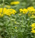 Garten-Berg-Steinkraut - Alyssum montanum 'Berggold'