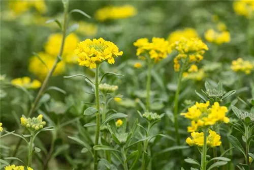 Garten-Berg-Steinkraut - Alyssum montanum 'Berggold'