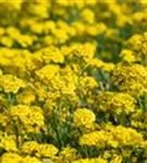 Garten-Berg-Steinkraut - Alyssum montanum 'Berggold'