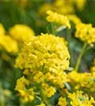 Garten-Berg-Steinkraut - Alyssum montanum 'Berggold'