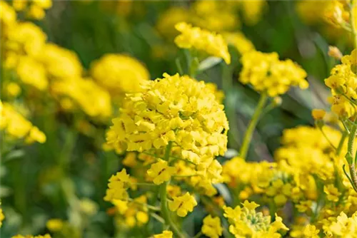 Garten-Berg-Steinkraut - Alyssum montanum 'Berggold'