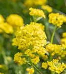 Garten-Berg-Steinkraut - Alyssum montanum 'Berggold'