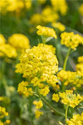 Garten-Berg-Steinkraut - Alyssum montanum 'Berggold'