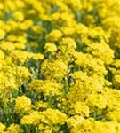 Garten-Berg-Steinkraut - Alyssum montanum 'Berggold'