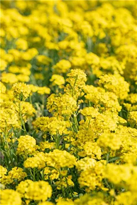 Garten-Berg-Steinkraut - Alyssum montanum 'Berggold'