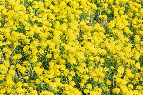 Garten-Berg-Steinkraut - Alyssum montanum 'Berggold'