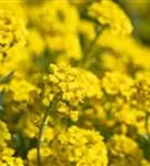 Garten-Berg-Steinkraut - Alyssum montanum 'Berggold'