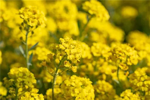 Garten-Berg-Steinkraut - Alyssum montanum 'Berggold'