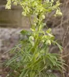 Palmblatt-Nieswurz - Helleborus foetidus