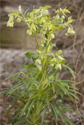 Palmblatt-Nieswurz - Helleborus foetidus