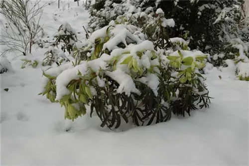 Palmblatt-Nieswurz - Helleborus foetidus