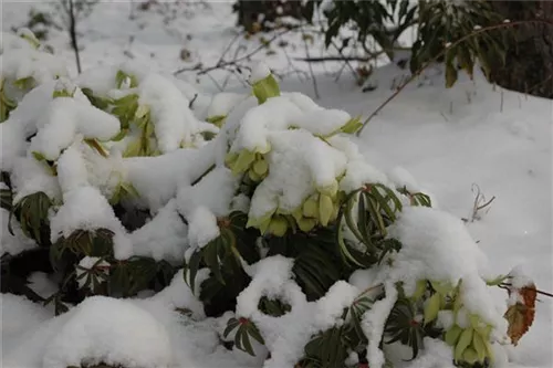 Palmblatt-Nieswurz - Helleborus foetidus