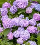 Gartenhortensie 'Endless Summer' - Hydrangea macr.'Endless Summer' blau