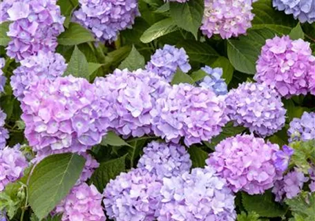 Hydrangea macr.'Endless Summer' blau - Gartenhortensie 'Endless Summer'