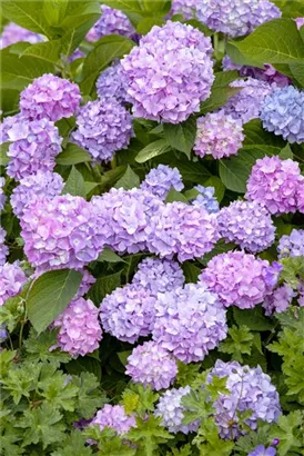 Gartenhortensie 'Endless Summer' - Hydrangea macr.'Endless Summer' blau