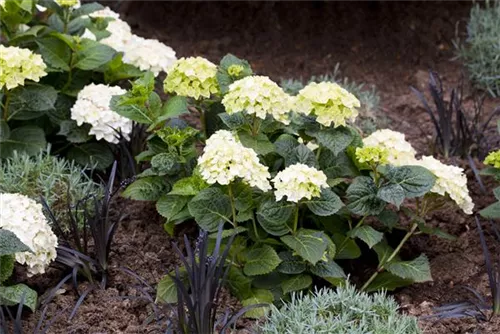 Gartenhortensie 'Endless Summer' - Hydrangea macr.'Endless Summer' blau