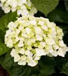 Gartenhortensie 'Endless Summer' - Hydrangea macr.'Endless Summer' blau