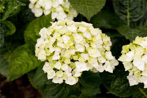 Gartenhortensie 'Endless Summer' - Hydrangea macr.'Endless Summer' blau