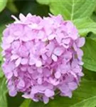 Gartenhortensie 'Endless Summer' - Hydrangea macr.'Endless Summer' blau