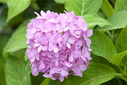 Gartenhortensie 'Endless Summer' - Hydrangea macr.'Endless Summer' blau