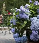 Gartenhortensie 'Endless Summer' - Hydrangea macr.'Endless Summer' blau